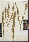 Foto von Salix triandra L. x Salix viminalis L.